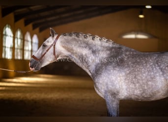 PRE, Hengst, 6 Jahre, 165 cm, Apfelschimmel