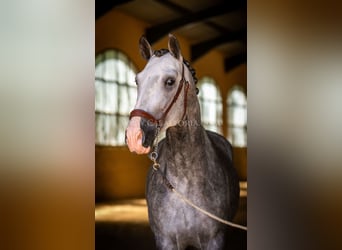 PRE, Hengst, 6 Jahre, 165 cm, Apfelschimmel