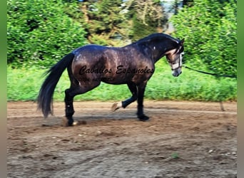 PRE Mix, Hengst, 6 Jahre, 165 cm, Braunfalbschimmel