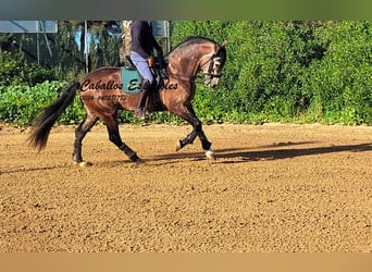 PRE Mix, Hengst, 6 Jahre, 165 cm, Braunfalbschimmel