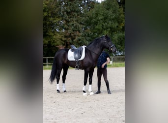 PRE, Hengst, 6 Jahre, 165 cm, Rappe