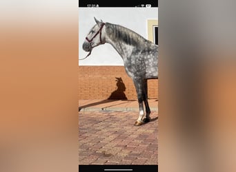 PRE Mix, Hengst, 6 Jahre, 165 cm, Schimmel