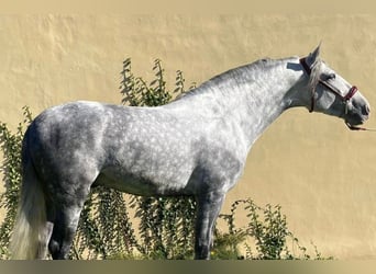 PRE Mix, Hengst, 6 Jahre, 165 cm, Schimmel
