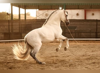 PRE Mix, Hengst, 6 Jahre, 165 cm, Schimmel