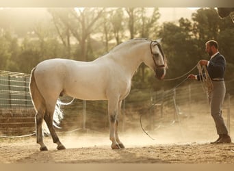 PRE Mix, Hengst, 6 Jahre, 165 cm, Schimmel