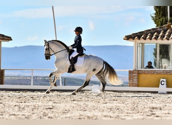 PRE Mix, Hengst, 6 Jahre, 165 cm, Schimmel