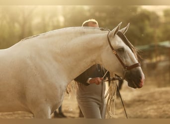 PRE Mix, Hengst, 6 Jahre, 165 cm, Schimmel