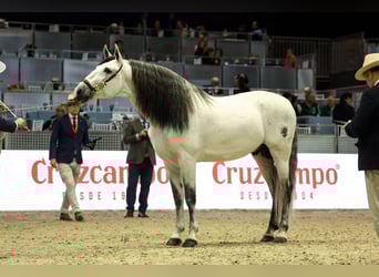PRE Mix, Hengst, 6 Jahre, 165 cm, Schimmel