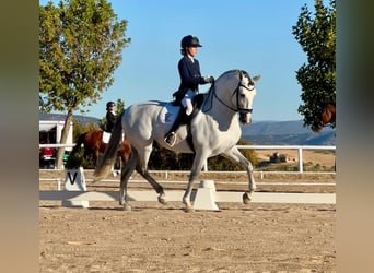 PRE, Hengst, 6 Jahre, 165 cm, Schimmel