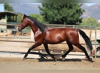 PRE Mix, Hengst, 6 Jahre, 166 cm, Brauner