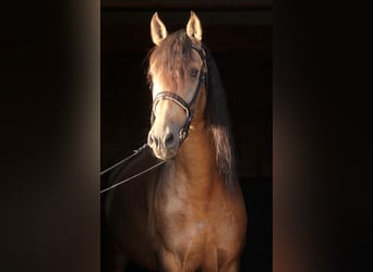PRE Mix, Hengst, 6 Jahre, 166 cm, Buckskin