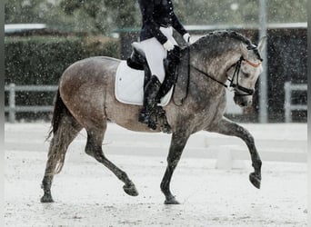 PRE Mix, Hengst, 6 Jahre, 166 cm, Schimmel