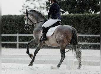 PRE Mix, Hengst, 6 Jahre, 166 cm, Schimmel