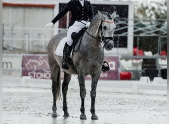 PRE Mix, Hengst, 6 Jahre, 166 cm, Schimmel