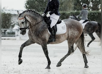 PRE Mix, Hengst, 6 Jahre, 166 cm, Schimmel