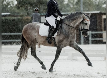 PRE Mix, Hengst, 6 Jahre, 166 cm, Schimmel
