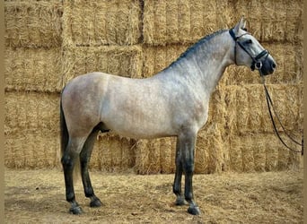 PRE Mix, Hengst, 6 Jahre, 166 cm, Schimmel
