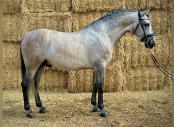 PRE Mix, Hengst, 6 Jahre, 166 cm, Schimmel