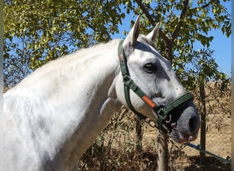 PRE Mix, Hengst, 6 Jahre, 166 cm, Schimmel