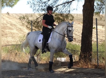 PRE Mix, Hengst, 6 Jahre, 166 cm, Schimmel