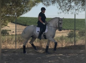 PRE Mix, Hengst, 6 Jahre, 166 cm, Schimmel