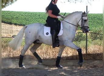 PRE Mix, Hengst, 6 Jahre, 166 cm, Schimmel