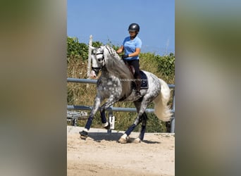 PRE Mix, Hengst, 6 Jahre, 167 cm, Apfelschimmel