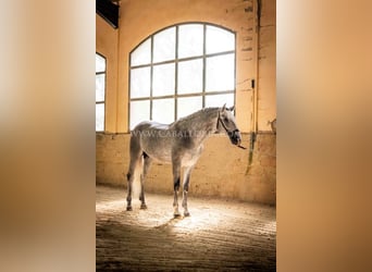 PRE, Hengst, 6 Jahre, 167 cm, Apfelschimmel