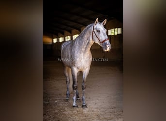 PRE, Hengst, 6 Jahre, 167 cm, Apfelschimmel