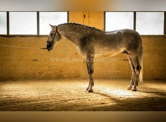 PRE, Hengst, 6 Jahre, 167 cm, Apfelschimmel