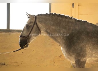 PRE, Hengst, 6 Jahre, 167 cm, Apfelschimmel