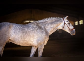 PRE, Hengst, 6 Jahre, 167 cm, Apfelschimmel