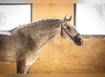 PRE, Hengst, 6 Jahre, 167 cm, Apfelschimmel