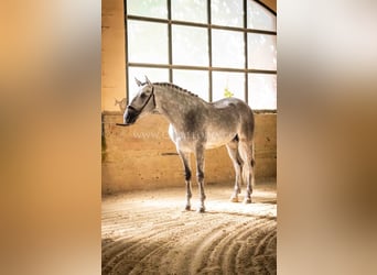 PRE, Hengst, 6 Jahre, 167 cm, Apfelschimmel