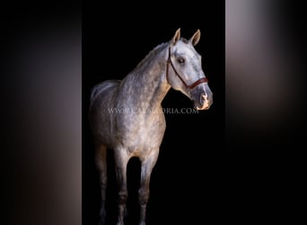 PRE, Hengst, 6 Jahre, 167 cm, Apfelschimmel