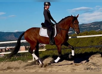 PRE Mix, Hengst, 6 Jahre, 167 cm, Brauner