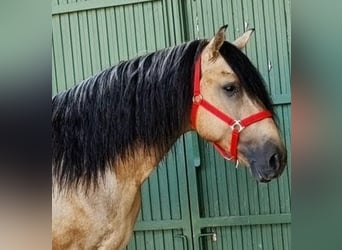 PRE Mix, Hengst, 6 Jahre, 167 cm, Buckskin