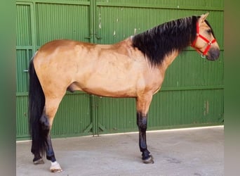 PRE Mix, Hengst, 6 Jahre, 167 cm, Buckskin