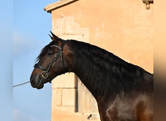 PRE Mix, Hengst, 6 Jahre, 167 cm, Dunkelbrauner
