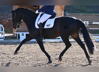 PRE Mix, Hengst, 6 Jahre, 167 cm, Dunkelbrauner