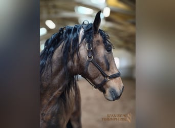 PRE Mix, Hengst, 6 Jahre, 167 cm, Falbe