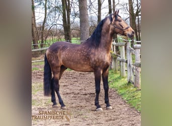 PRE Mix, Hengst, 6 Jahre, 167 cm, Falbe