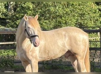 PRE, Hengst, 6 Jahre, 167 cm, Pearl
