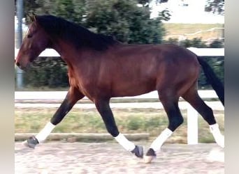 PRE Mix, Hengst, 6 Jahre, 167 cm, Rotbrauner