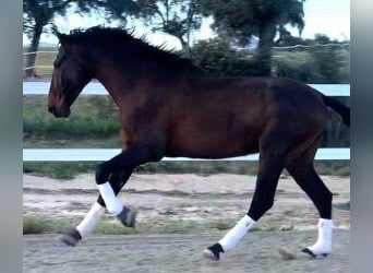 PRE Mix, Hengst, 6 Jahre, 167 cm, Rotbrauner
