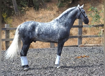 PRE Mix, Hengst, 6 Jahre, 167 cm, Schimmel