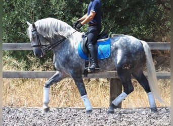 PRE Mix, Hengst, 6 Jahre, 167 cm, Schimmel