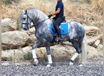 PRE Mix, Hengst, 6 Jahre, 167 cm, Schimmel