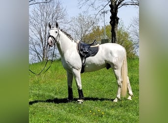 PRE, Hengst, 6 Jahre, 167 cm, Schimmel