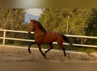 PRE, Hengst, 6 Jahre, 168 cm, Brauner